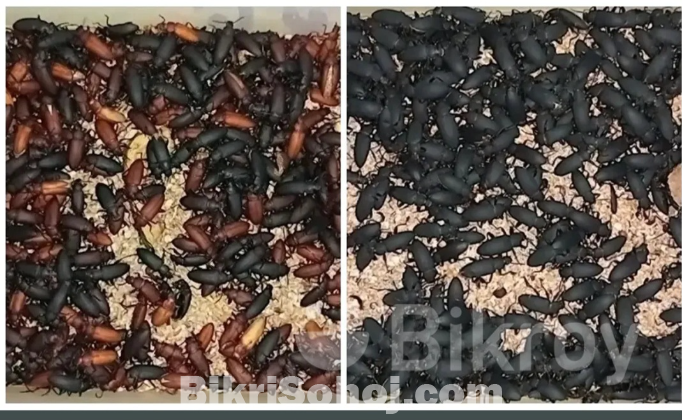 বিটল পোকা